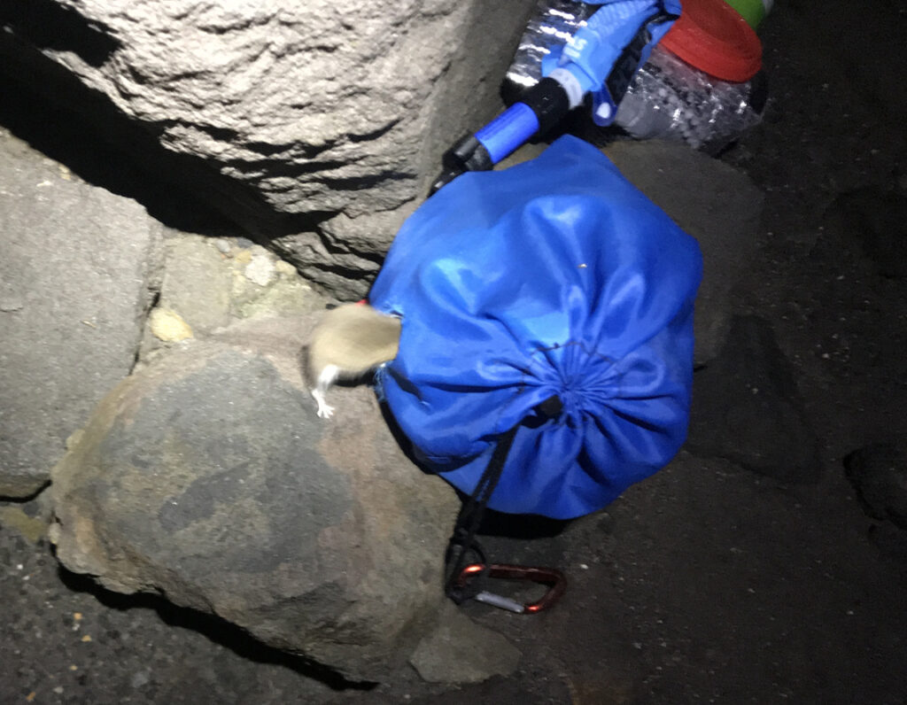 mouse eating through food sack